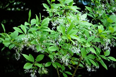 Chionanthus virginicus - bělas viržinský - kvetoucí koruna